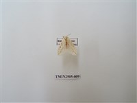 藏品(擬姬白望燈蛾)的圖片